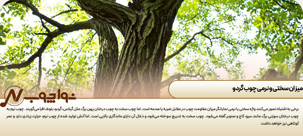 چوب گردو سفید